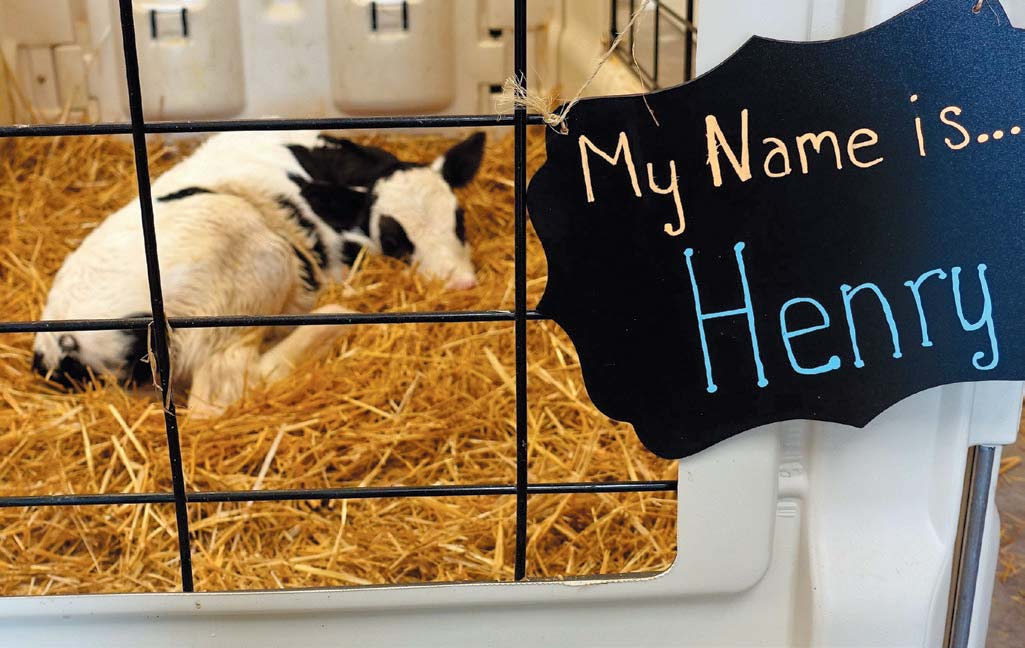 A bull calf rests in a viewing area shortly after having his birth witnessed by an auditorium of visitors in the birthing barn of the Wisconsin Farm Discovery Center.