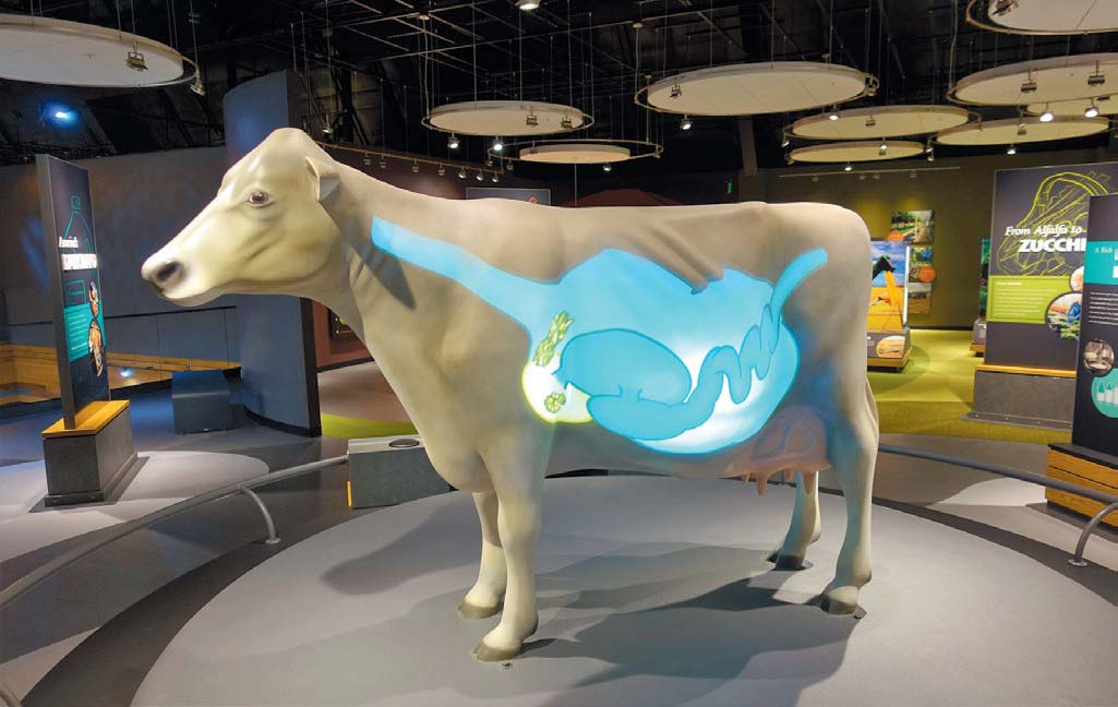The Metabolic Marvels exhibit explains the path a cow’s food takes through the four compartments of a cow’s stomach: the reticulum, rumen, omasum and abomasum.