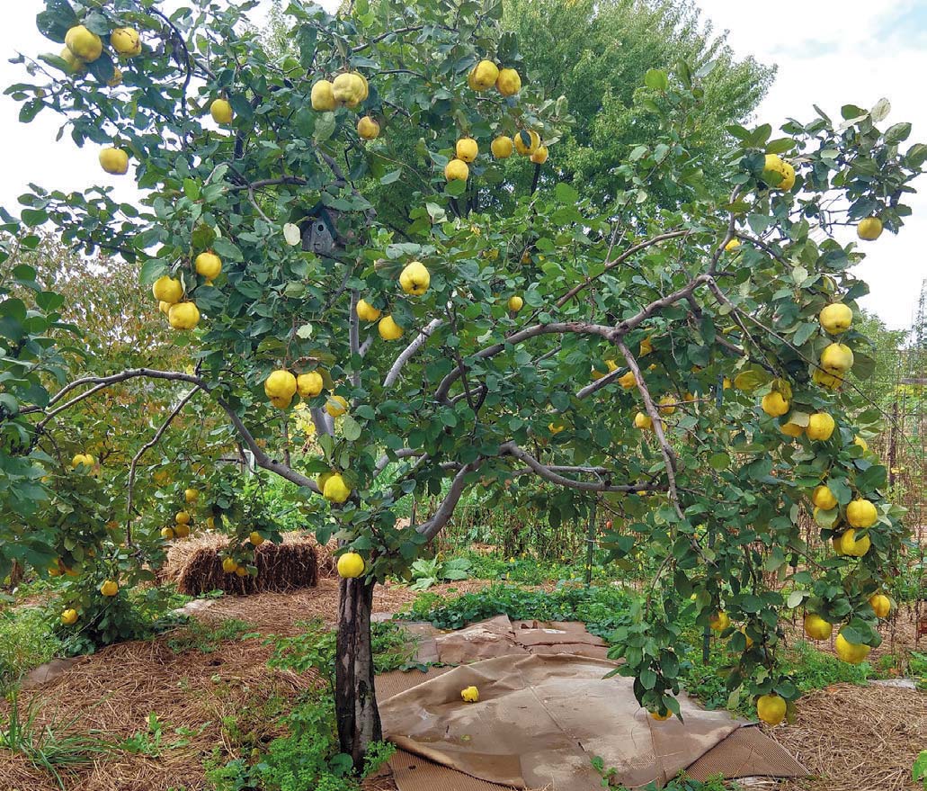 Celia Sawicki’s quince tree was unusually productive this fall. Contributed photo