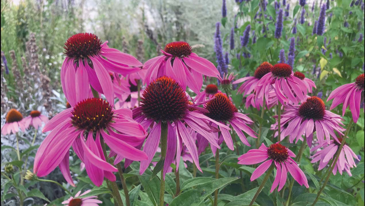 Echinacea (foreground) and Anise Hyssop. Contributed photo